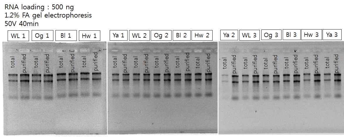 total RNA and purified total RNA by DNase I treatment