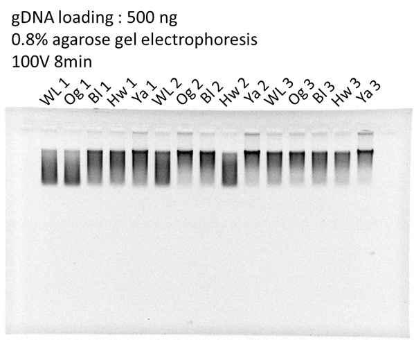 Extracted gDNA from each sample.