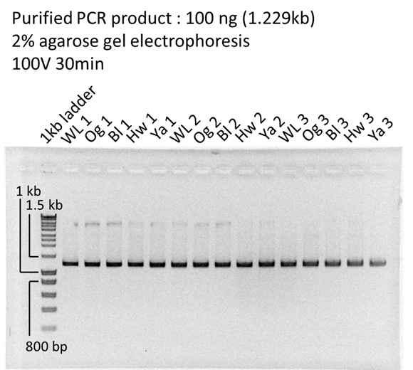 Purified LOC768589 PCR product.