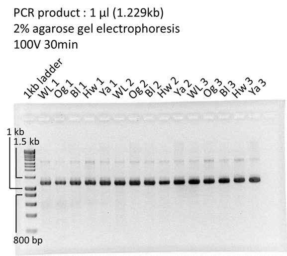 Made LOC768589 PCR product from each gDNA sample.