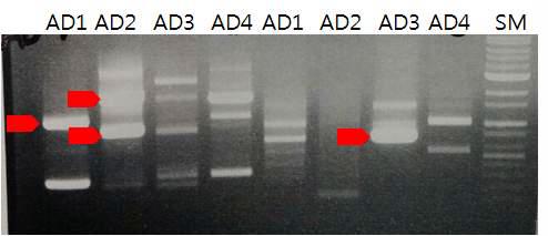 CyPPO 형질전환 애기장대의 genomic DNA 를 이용한 TAIL-PCR 3차 결과