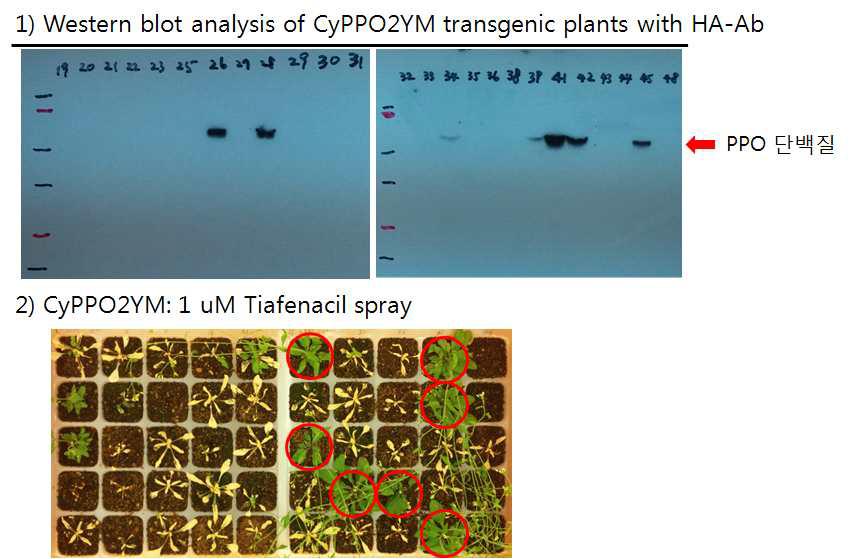 CyPPO2YM 형질전환 애기장대의 단백질 발현양 및 제초제 저항성 분석결과