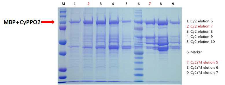 CyPPO2 와 CyPPO2YM 단백질의 분리 및 정제