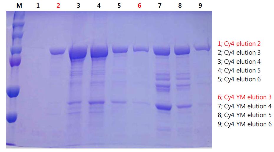 CyPPO4 와 CyPPO4YM 단백질의 분리 및 정제