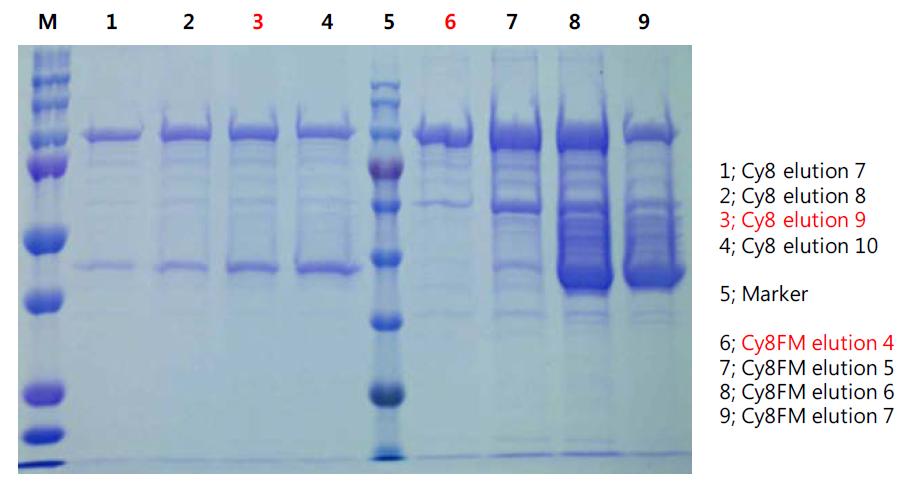 CyPPO8 과 CyPPO8YM 단백질의 분리 및 정제