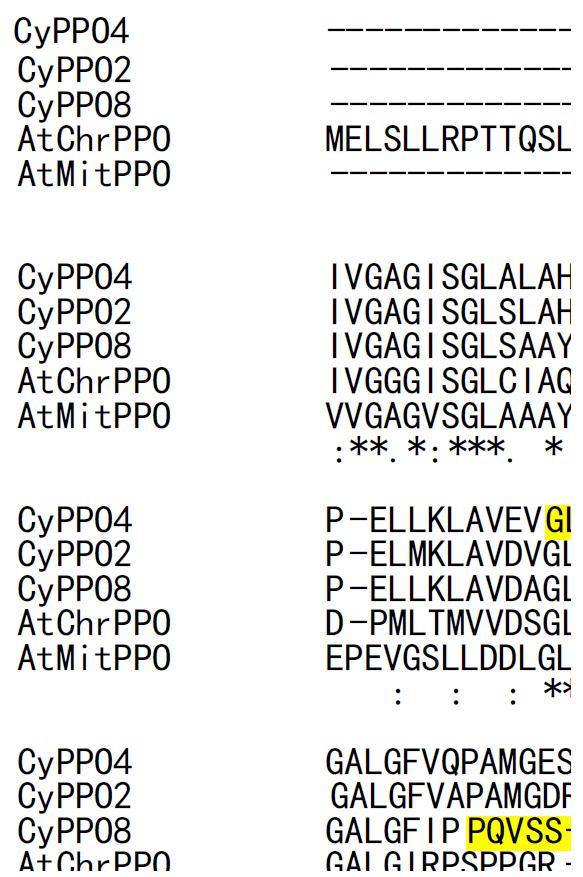 남세균과 애기장대 PPO 유전자의 multiple alignments 비교분석을 통한 peptide-specific antibody 서열 선정