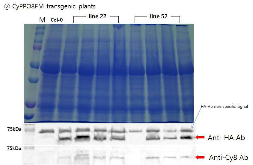 CyPPO8FM 형질전환 애기장대 (T3)의 단백질 발현 확인 및 CyPPO8 peptide specific antibody를 이용한 western blot 결과.