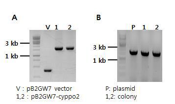 A: pB2GW7-cyppo2 E.coli transformatin 후 colony PCR B: pB2GW7-cyppo2 agrobacteria transformation 후 colony PCR