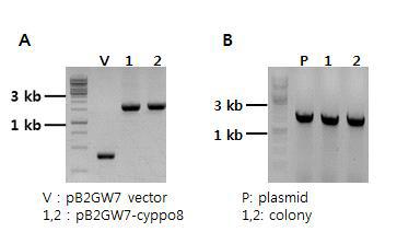 A: pB2GW7-cyppo8 E.coli transformatin 후 colony PCR B: pB2GW7-cyppo8 agrobacteria transformation 후 colony PCR