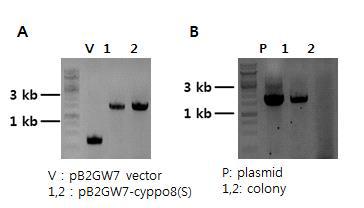 A: pB2GW7-cyppo8(S) E.coli transformatin 후 colony PCR B: pB2GW7-cyppo8(S) agrobacteria transformation 후 colony PCR