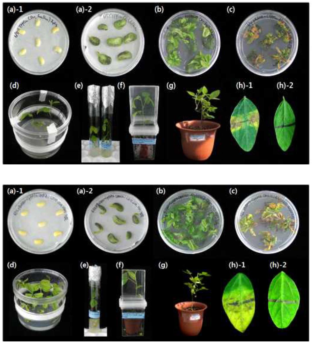 pB2GW7.0-CyPPO2(A)와 pB2GW7.0-CyPPO8(B) 벡터를 이용한 콩 형질전환체 생산 과정.