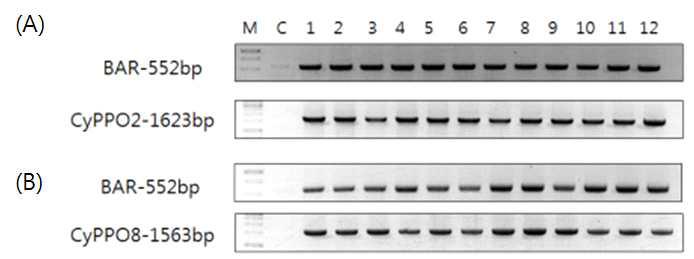 PCR을 통한 pB2GW7.0-CyPPO2(A)과 pB2GW7.0-CyPPO8(B) 콩 형질전환체의 BAR 유전자와 CyPPO 유전자 도입 확인.