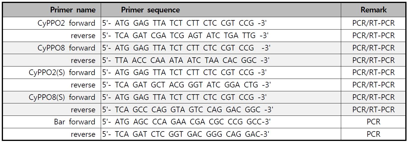 형질전환체CyPPO 유전자 확인을 위해 사용한 primer sequence