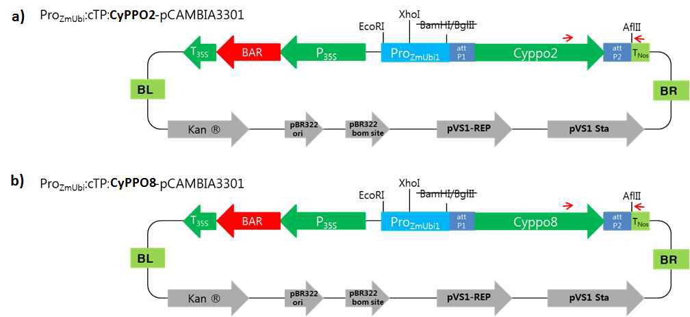 ProZmUbi1:cTP:CyPPO2YM-pCAMBIA3301(a) 과 ProZmUbi1:cTP:CyPPO8FM-pCAMBIA3301 운반체(b) 맵