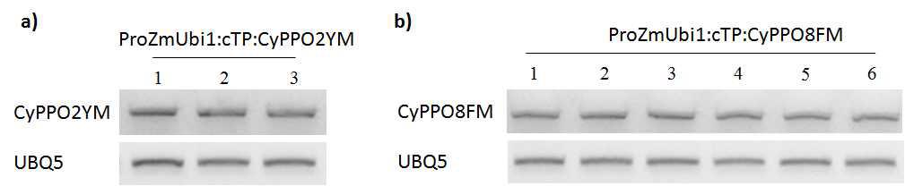 ProZmUbi1:cTP:CyPPO2YM-pCAMBIA3301, ProZmUbi1:cTP:CyPPO8FM mRNA 결과