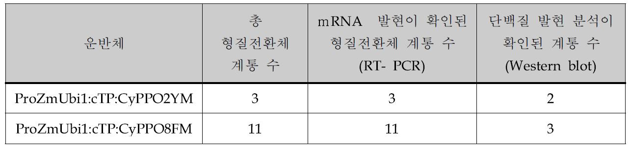 동진벼 CyPPO2YM, CyPPO8FM 형질전환체의 분석결과 요약