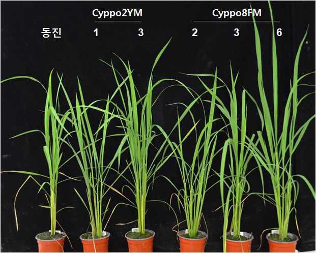 동진벼와 CyPPO2YM, CyPPO8FM 벼 형질전환체간 생장 비교