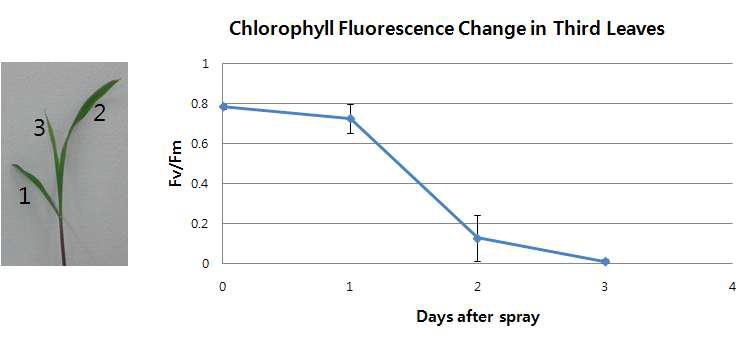 Tiafeancil 5 µM 살포 후 잎 (제 3엽)의 엽록소 형광 측정.