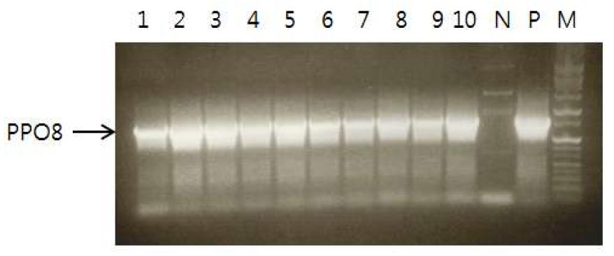 CyPPO8FM 유전자가 도입된 유채형질전환용 아그로박테리움의 PCR 분석
