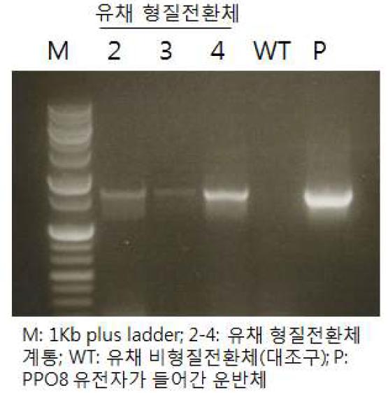 CyPPO8 유전자 프라이머를 이용한 PCR 분석 결과