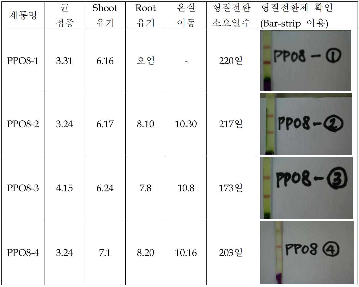 유채 형질전환체 생산 내역