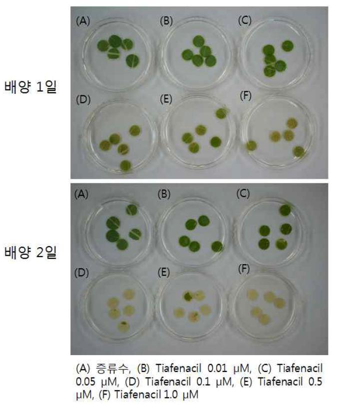 유채 유식물체의 leaf disc 이용 Tiafenacil 사멸농도 확인