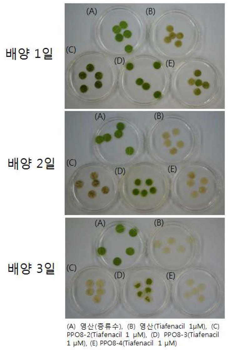 유채 형질전환체의 leaf disc 대상 Tiafenacil 저항성 검증