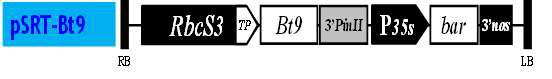 pSRT-Bt9 형질전환 vector map