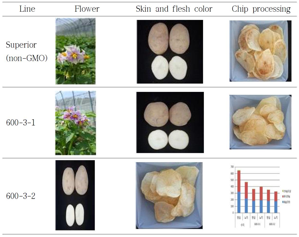 Flower and tuber characteristics of GM and non-GM potato.