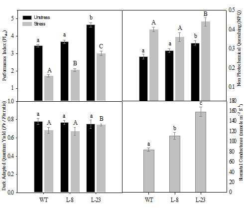 Dark adapted quantum yield, photosynthetic performance index, photochemical quenching and stomatal conductance of CaMsrB2 transgenic rice in field under drought stress environment