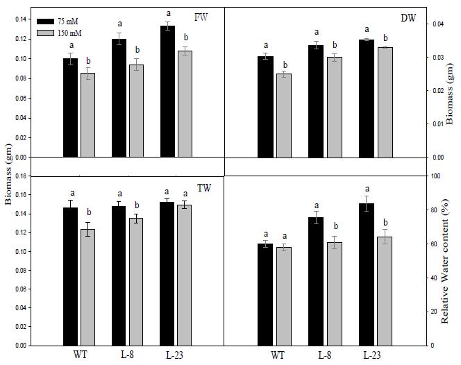 Dark adapted quantum yield (Fv/Fm Ratio), performance index (PIABS) and photochemical quenching (qP) and stomatal conductance (gs) of H. mucronatum (L.) Staph.and C. ciliaris L. under drought stress