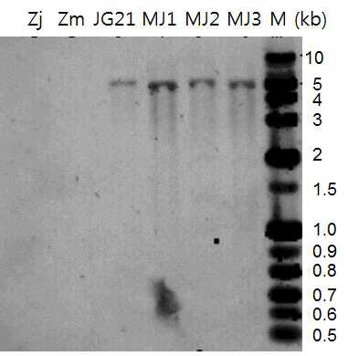 JG21-MJ 계통의 genomic DNA Southern blot 분석.