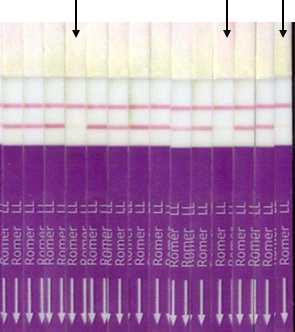 PAT strip test을 이용한 BAR 유전자의 유전분리비 검정.