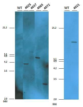 Southern blot 분석을 통한 trx 형질전환 대두의 삽입유전자 사본 수 확인