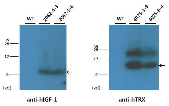 Western blot 분석을 통한 형질전환 대두에서 IGF-1 및 TRX 단백질 발현 확인