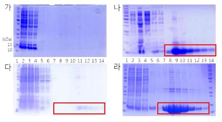 pET26b벡터의 C-말단 histidine tag을 사용하여 Ni-NTA resin 정제한 SDS-PAGE의 Coomassie 염색 결과