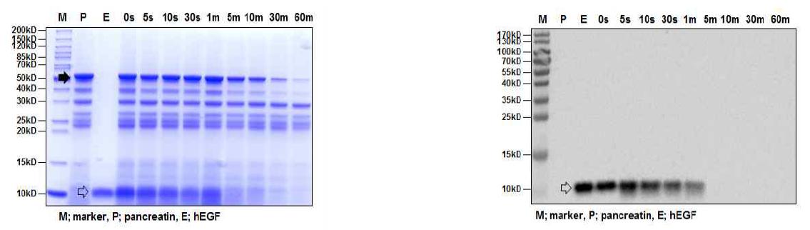 인공장액 소화시험에서 EGF 단백질의 SDS-PAGE (좌) 및 Western blot detection (우) P와 검정화살표: pancreatin, T와 투명화살표: EGF
