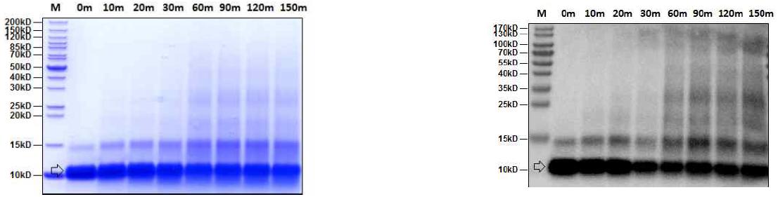 열 안정성 시험에서 EGF 단백질의 SDS-PAGE (좌) 및 Western blot detection (우) 투명화살표: EGF
