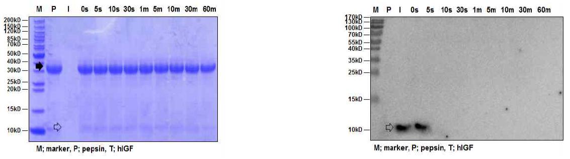 인공위액 소화시험에서 IGF-1 단백질의 SDS-PAGE (좌) 및 Western blot detection (우) P와 검정화살표: pepsin, I와 투명화살표: IGF-1
