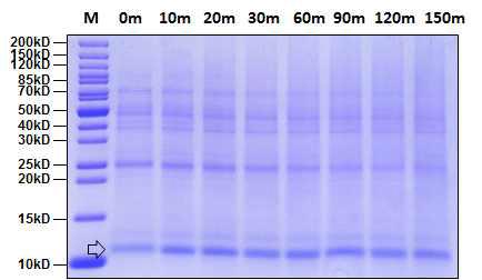 열 안정성 시험에서 IGF-1 단백질의 SDS-PAGE (좌) 및 Western blot detection (우) 투명화살표: IGF-1