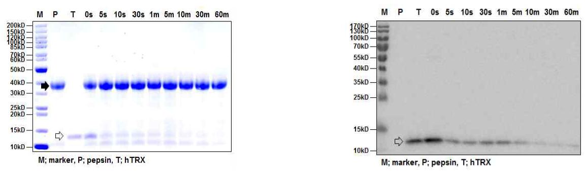 인공위액 소화시험에서 TRX 단백질의 SDS-PAGE (좌) 및 Western blot detection (우) P와 검정화살표: pepsin, T와 투명화살표: TRX