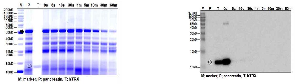 인공장액 소화시험에서 TRX 단백질의 SDS-PAGE (좌) 및 Western blot detection (우) P와 검정화살표: pancreatin, T와 투명화살표: TRX