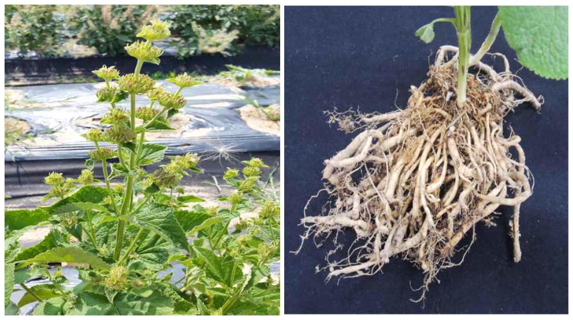 Shoot and roots of P. umbrosa cultivated in Korea