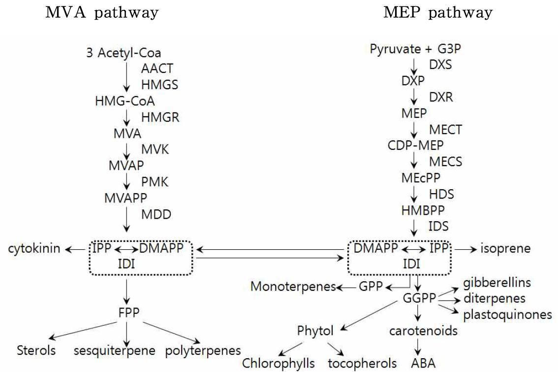 Scheme of terpenoid biosynthesis in plant cell of p. umbrosa