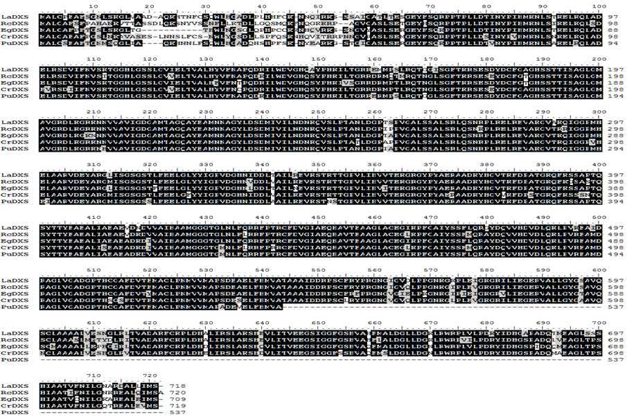 Alignment of amino acids sequences of other plants DXS with PuDXS.