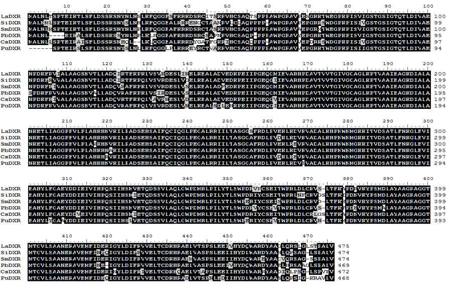 Alignment of amino acids sequences of other plants DXR with PuDXR.