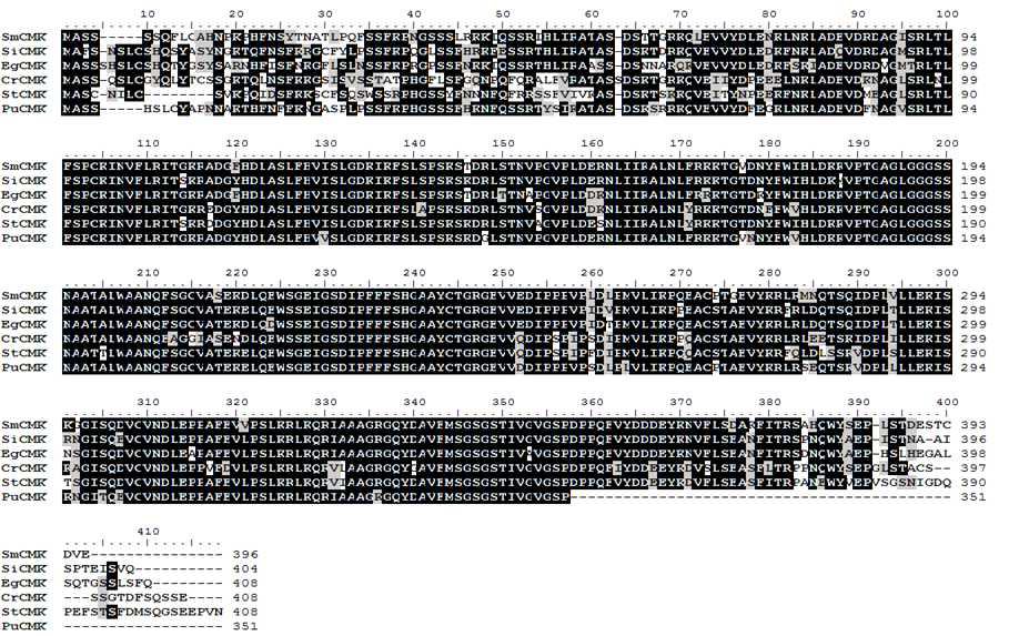 Alignment of amino acids sequences of other plants CMK with PuCMK.