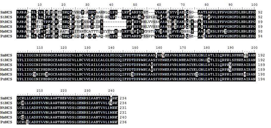 Alignment of amino acids sequences of other plants MCS with PuMCS.