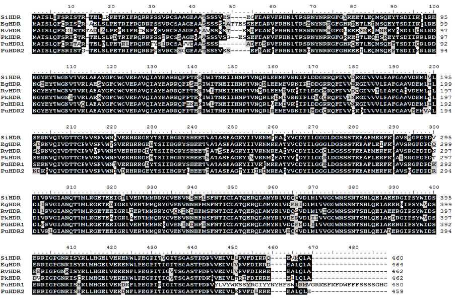 Alignment of amino acids sequences of other plants HDR with PuHDR.