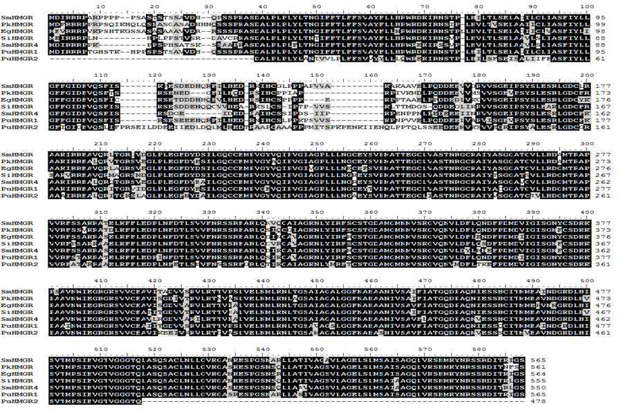 Alignment of amino acids sequences of other plants HMGRs with HMGRs.